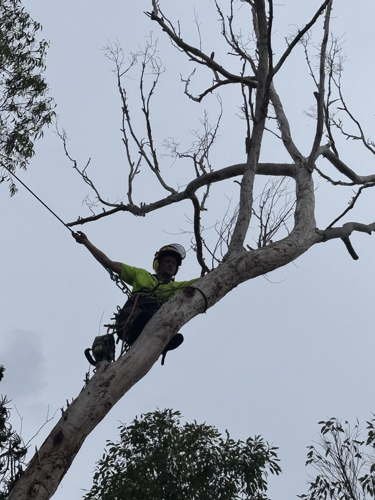 Climber dismantling a dead tree