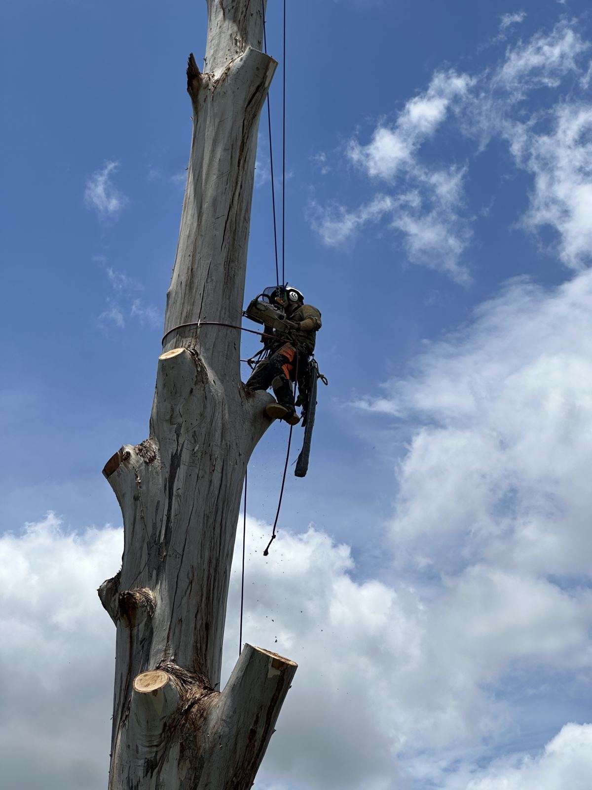 Blocking down a trunk against the sky