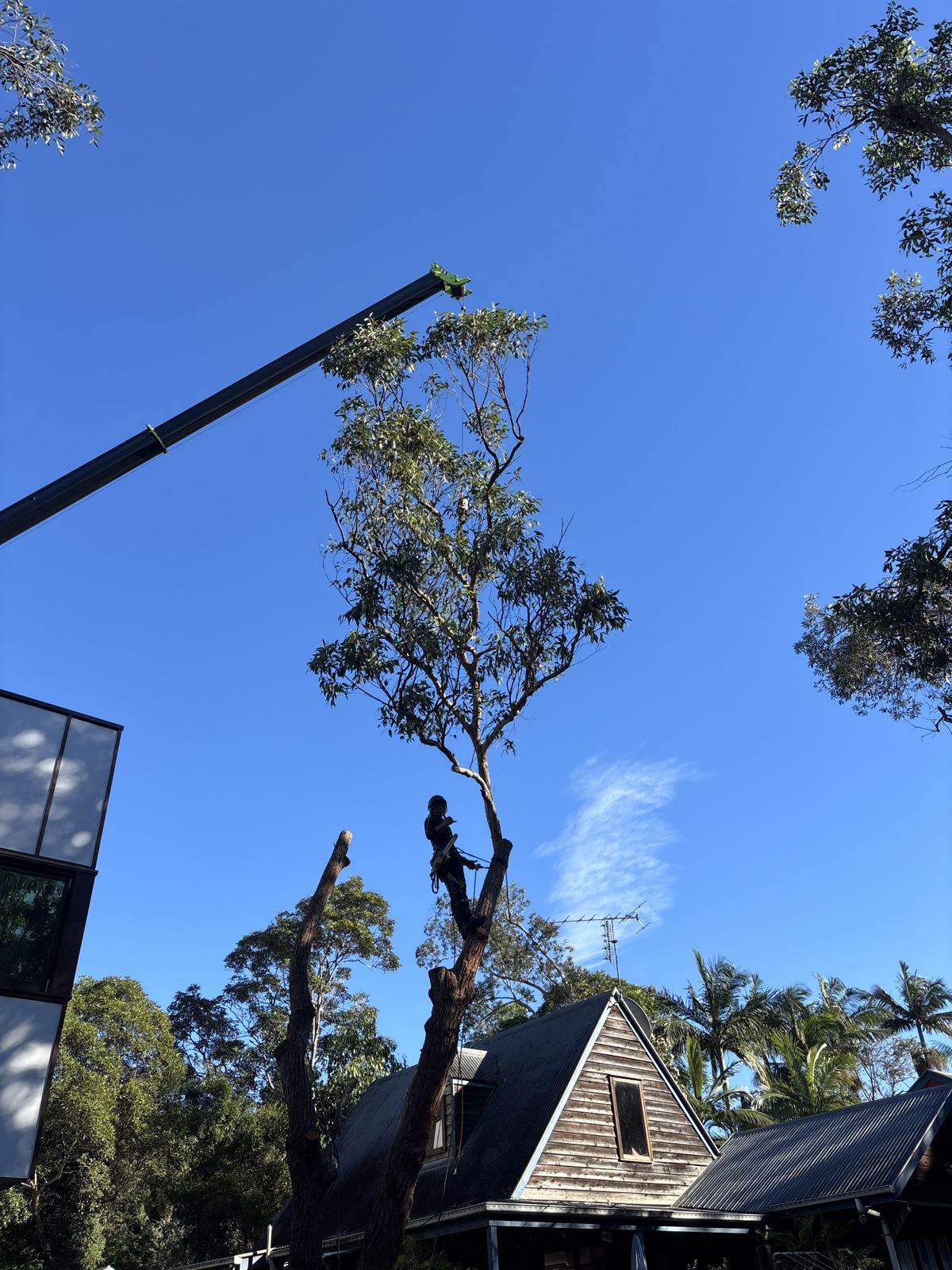 Pine dismantle with crane support