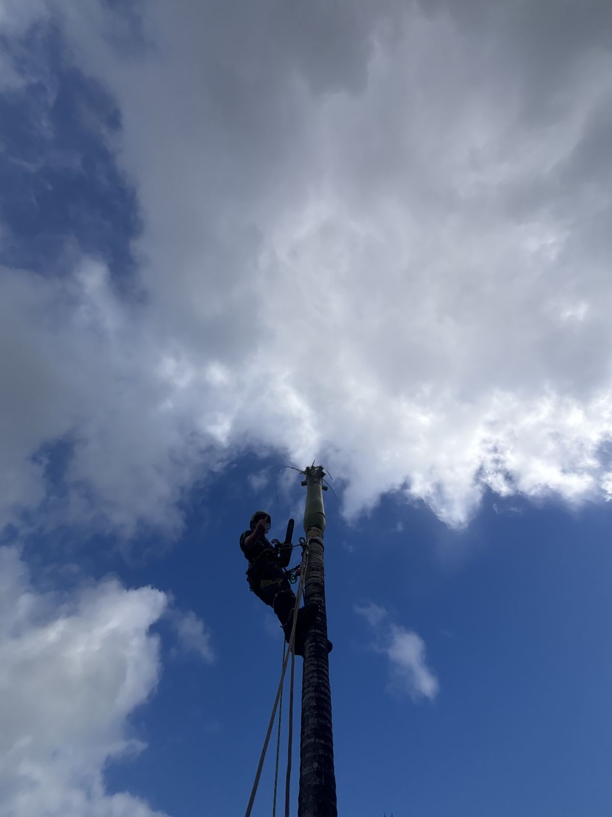 Crane set up for emergency tree removal