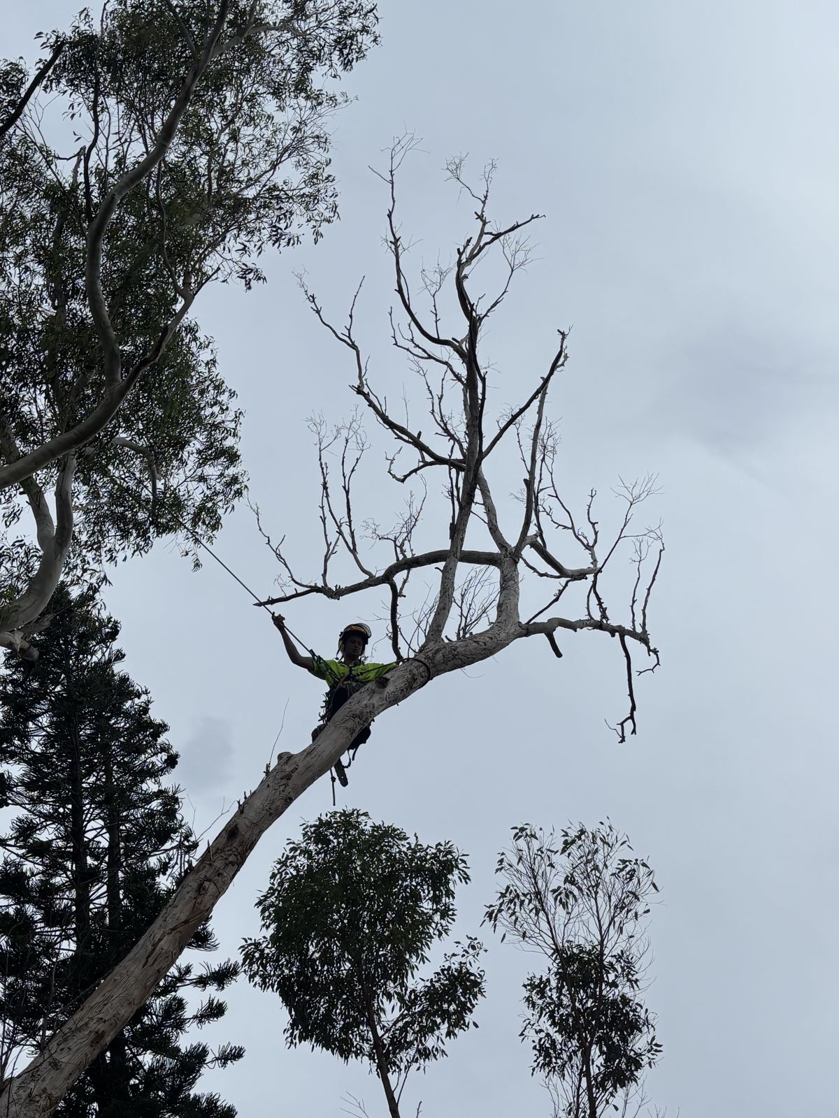 Working a storm-damaged crown