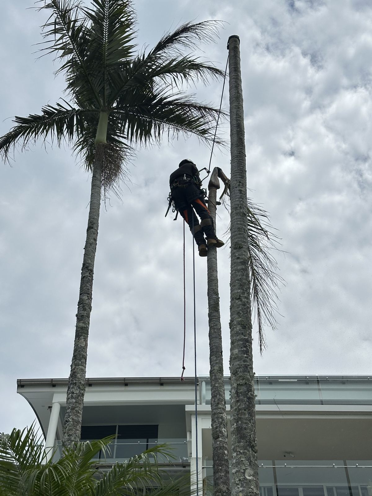 Arborist climbing a tall palm beside a home