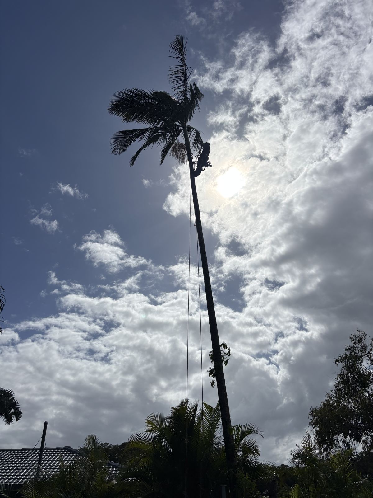 Palm head craned out at first light