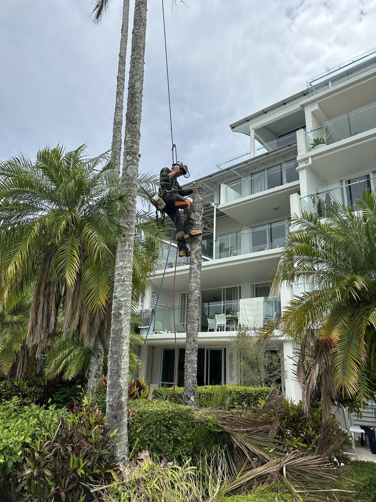 Palm section lowered beside a home